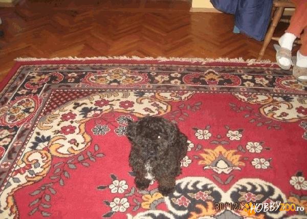 mascul caniche rasa pura