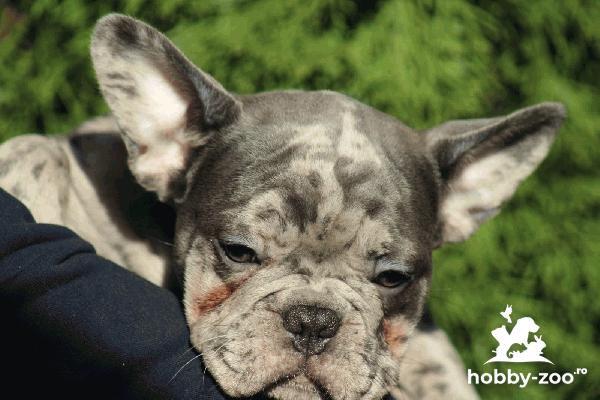 Bulldog francez exotic căței
