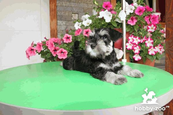 Schnauzer miniatural cățeluși FRUMOȘI