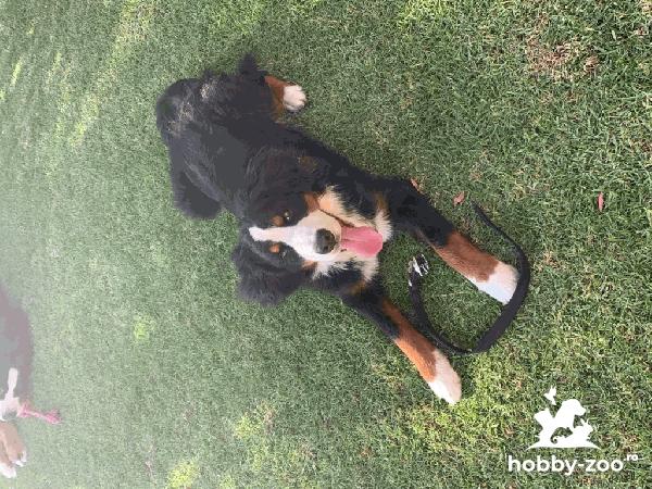 Ciobanesc de Berna pentru adoptie