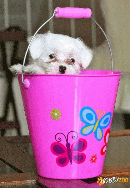VAND PUI BICHON MALTEZ