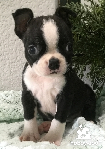 Disponibili pui Boston Terrier