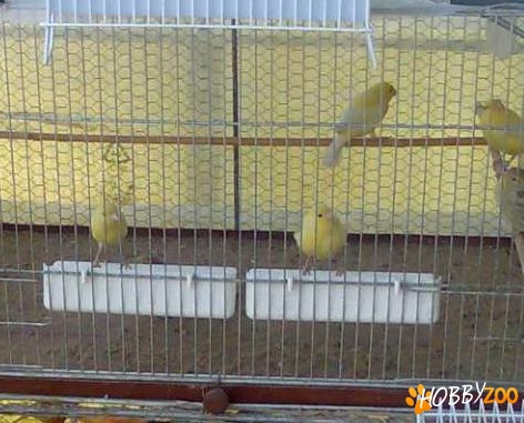 canari 2012 en gross