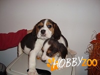 pui de beagle talie medie