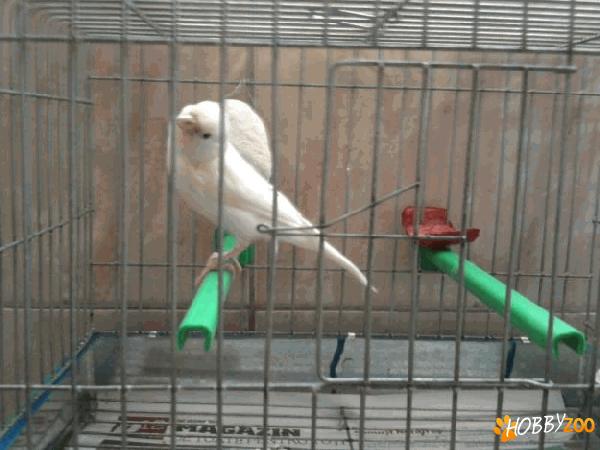 Canari cu tot cu colivie
