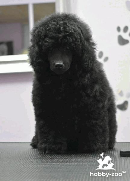 Bichon pitic – cățel mascul