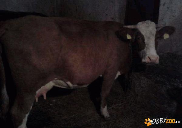 vaca de rasa baltata germana