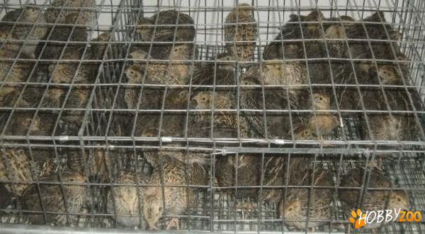 prepelite ouatoare mixte