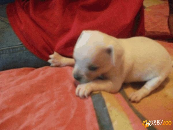 pui chiuhuahua toy