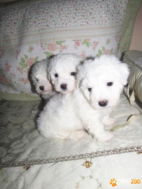 BICHON FRIZE 700 RON