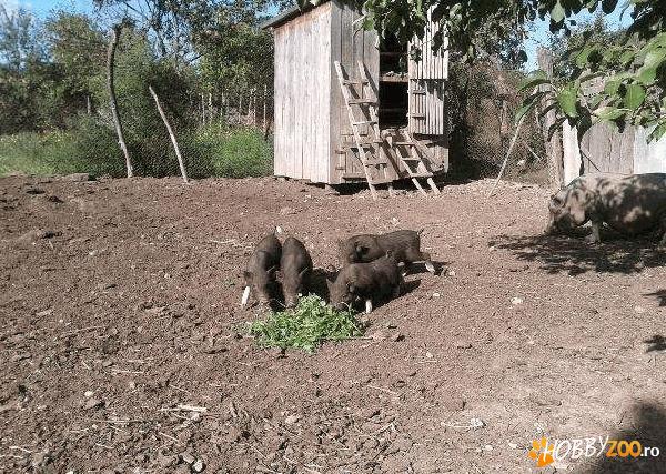 porci vietnamezi masculi femele