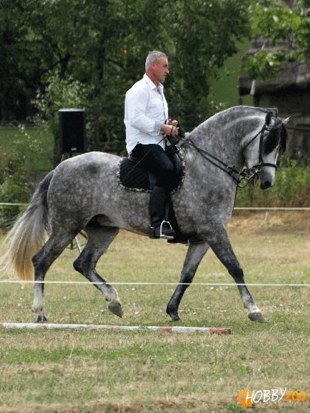 Armasar Andaluz , 5 ani