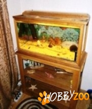 Acvariu 99 litri imbracat in stejar