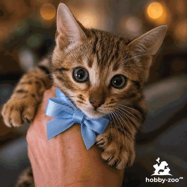 Pui de pisică Bengal de vânzare