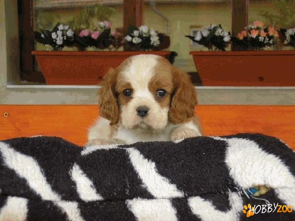 Vand catei Cavalier King Charles 