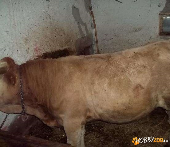 taur din rasa fleckvieh raritate