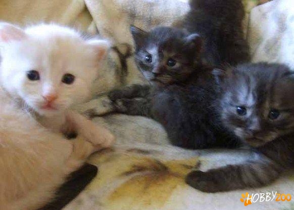 pisicute de angora turceasca