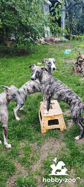 Canisa inregistrata FCI - whippet femele
