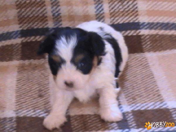 Vand puiuti bichon bolognese