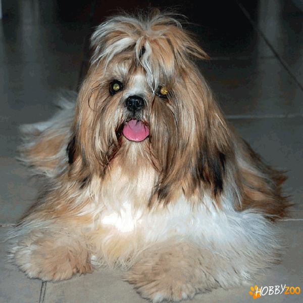 shih tzu superbi galati