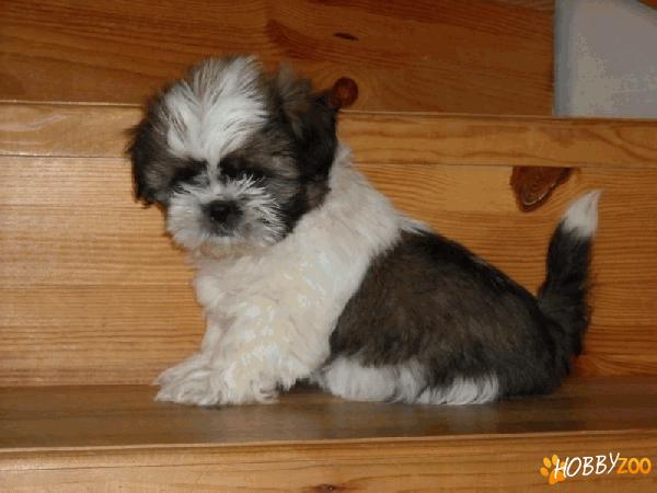 Vindem catei Shih Tzu