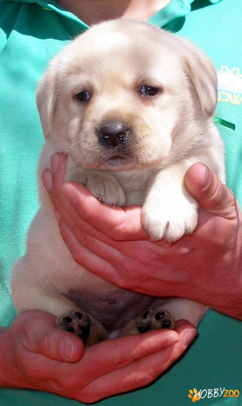 Labrador Retriever cu rezultate foarte bune