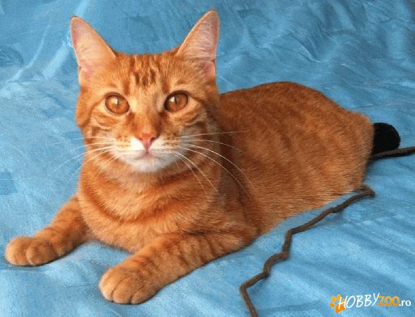 FOXY -  vaccinata, sterilizata, dep