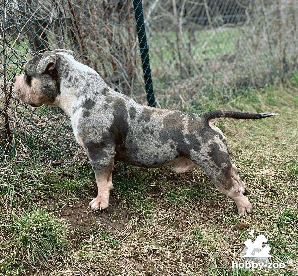 American Bully Pocket – mascul și femelă de vânzare