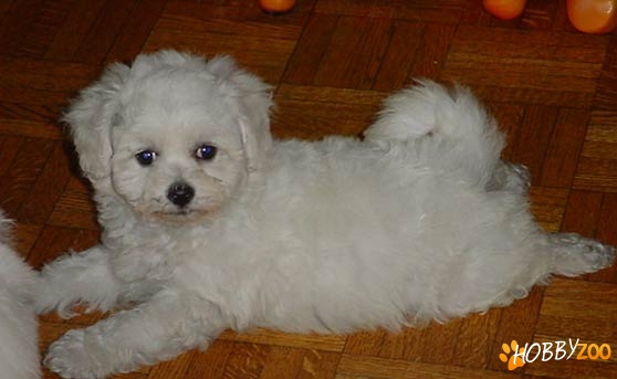 0764765468 bichon frize de vanzare