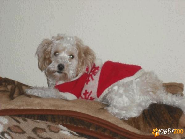 Vand catei bichon
