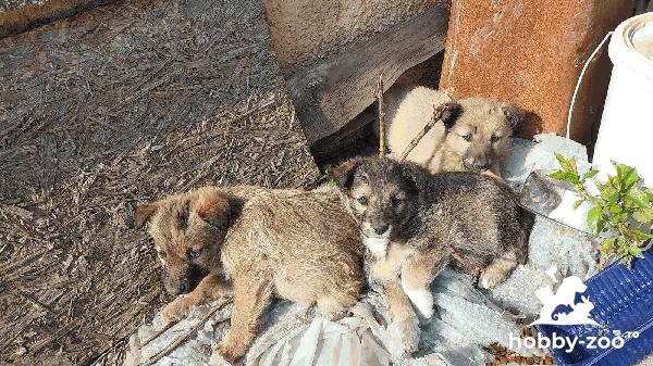 ofer spre adoptie 3 pui de catel, varsta doua luni