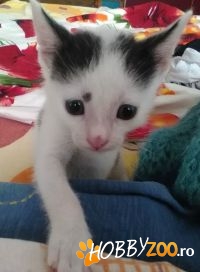 pisoi adoptie 1 luna jum