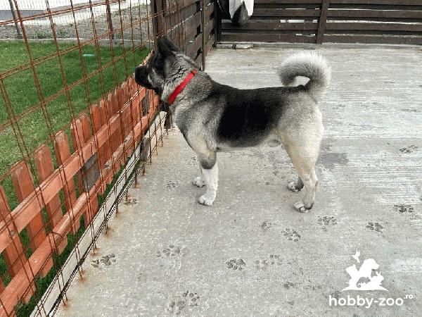 Akita American mascul