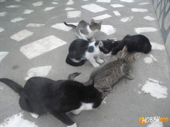 pisoi tare adorabili dornici