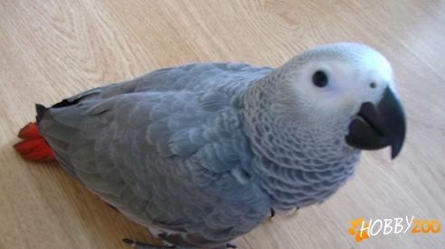 papagali Jako African Grey