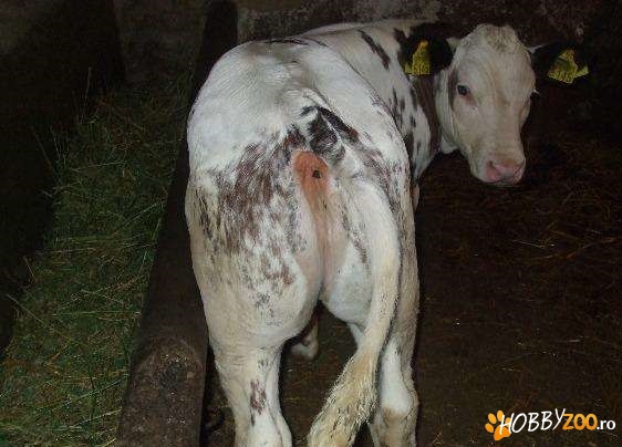 Vitica belgiana acte in regula