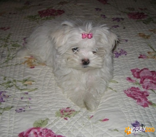 bichon maltez pui  de 7-8 saptamini
