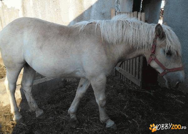 semi grea romaneasca galbena