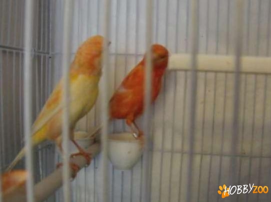 canari de cantec inelati