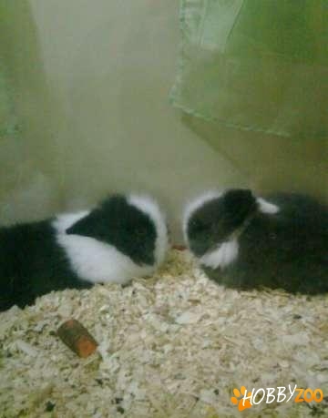 iepurasi de companie cap de leu