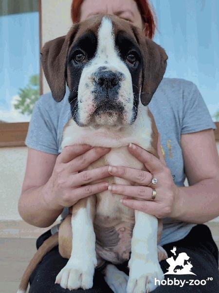 Pui boxer cu pedigree 