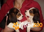 beagle mascul tricolor