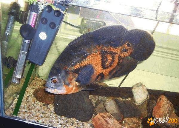 Pesti acvariu oscar maturi