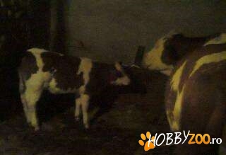 vitica baltata cu acte in regula