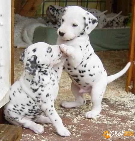 Vindem catelusi Dalmatian