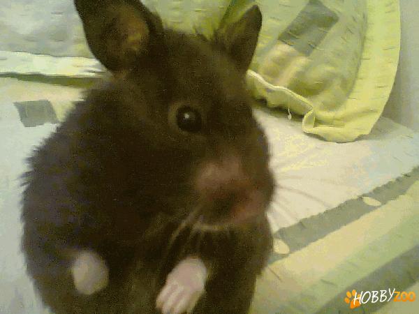 Vand hamsteri sirieni