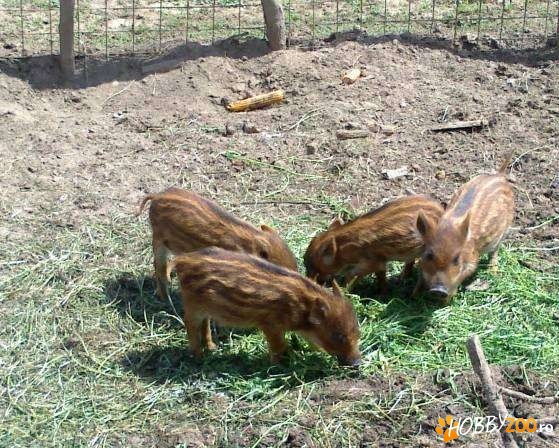 purcei si vier de mistret original