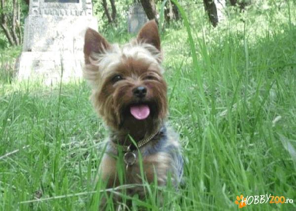 Baiat frumos Yorkshire terrier toy