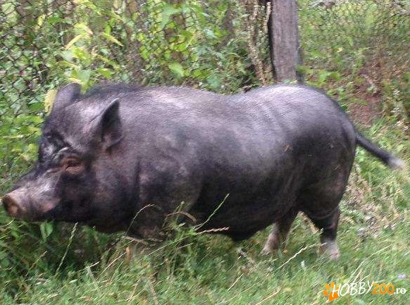 pereche de porci vietnamezi
