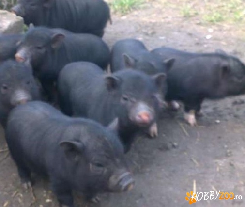 Vietnamezi Arges porci si purcei